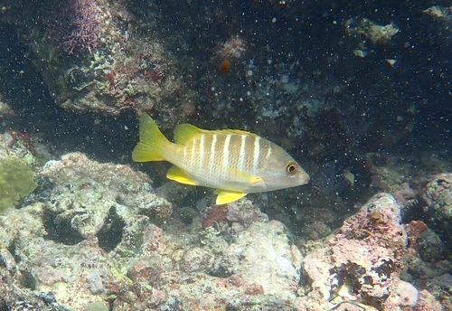 Lutjanus apodus