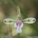 Acriopsis liliifolia - Photo (c) Gerard Chartier,  זכויות יוצרים חלקיות (CC BY)