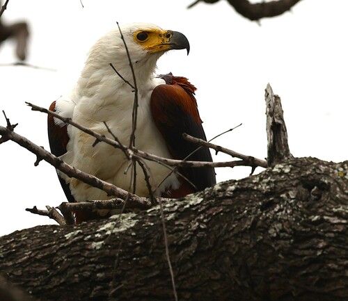 iNaturalist: (c) Steve Mayo, some rights reserved (CC BY-NC), uploaded by Steve Mayo iNaturalist image