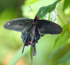 Pachliopta kotzebuea