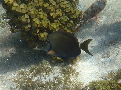 Acanthurus tractus