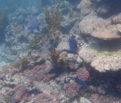 Acanthurus coeruleus