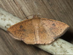 Striglina duplicifimbria