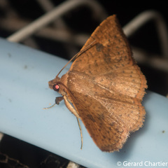 Striglina duplicifimbria