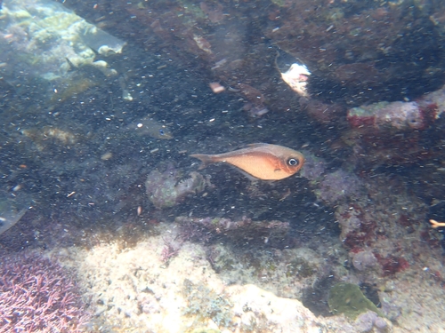 Pempheris schomburgkii