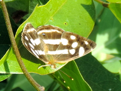 Dynamine postverta mexicana