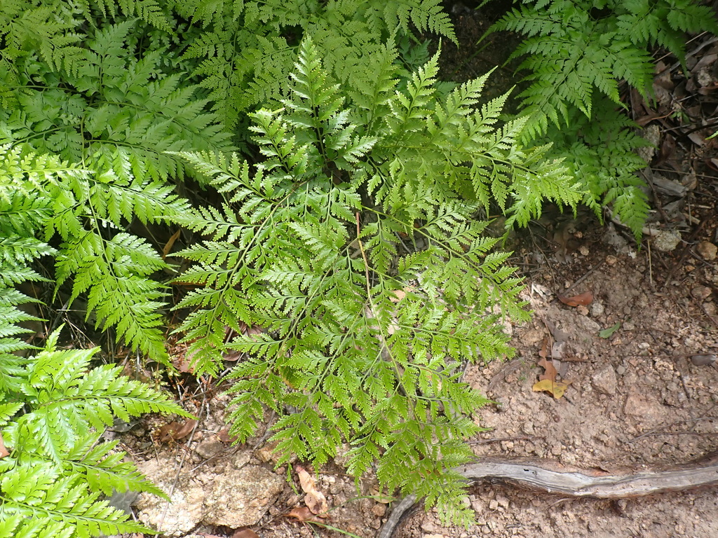Dương xỉ da – Davallia denticulata