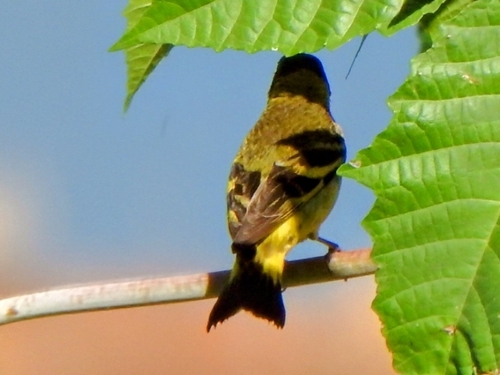 Hooded Siskin (Spinus magellanicus), photo 8