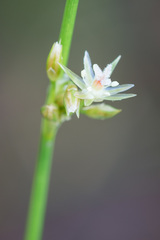 Thread Rush (Juncus filiformis) · iNaturalist