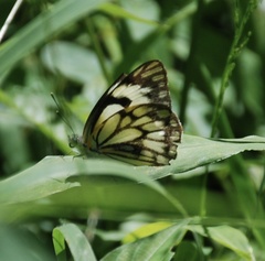 Belenois