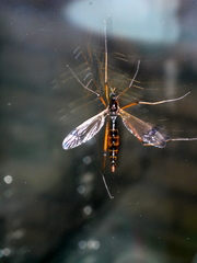 Dictenidia