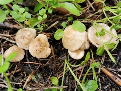Marasmius wynneae
