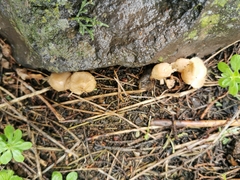 Marasmius wynneae