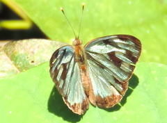 Dynamine postverta mexicana