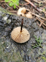Marasmius wynneae