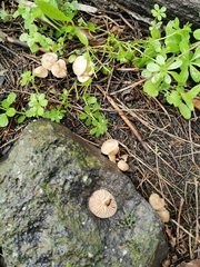 Marasmius wynneae