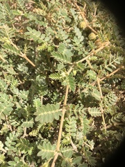 Tribulus pentandrus