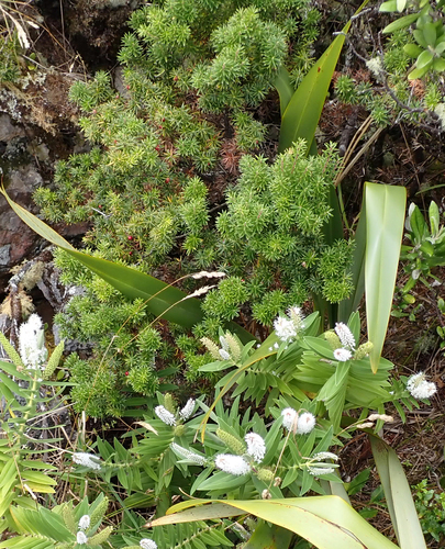 Leptecophylla robusta, photograph 2
