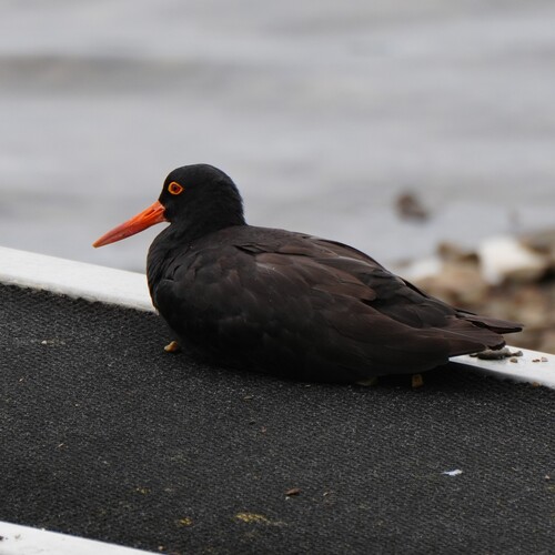 Sooty Oystercatcher (Haematopus fuliginosus), photo 6