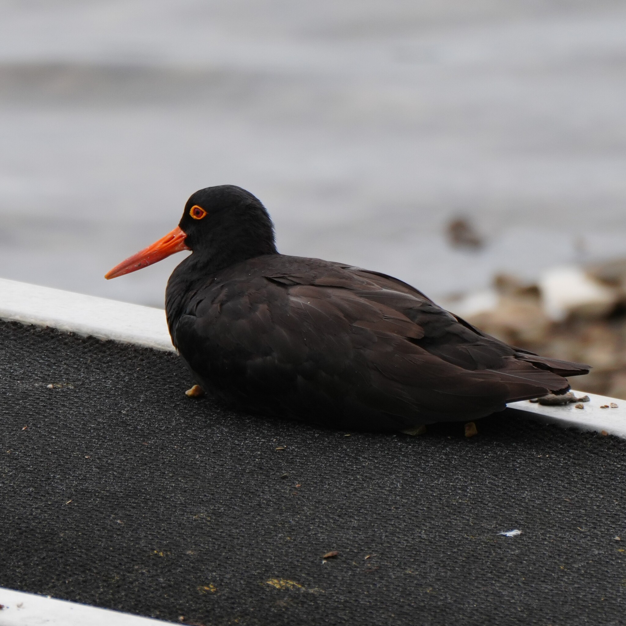Sooty Oystercatcher (Haematopus fuliginosus), photo 6