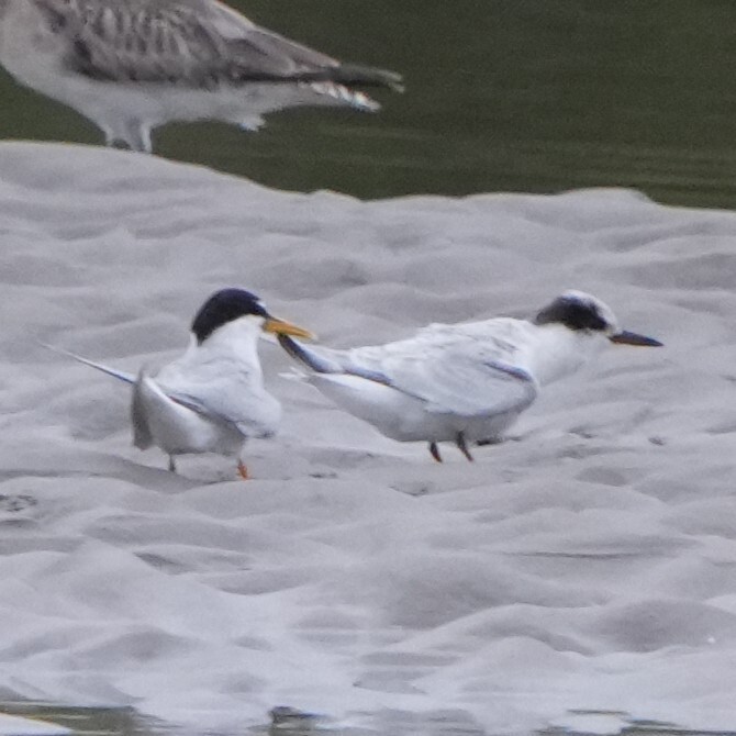 Little Tern (Sternula albifrons), photo 5