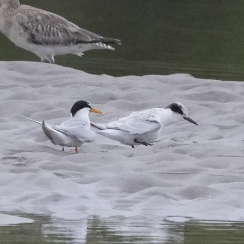 Little Tern (Sternula albifrons), photo 6