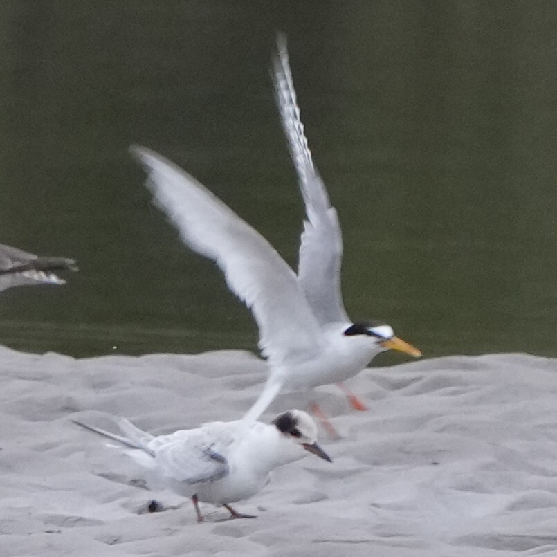 Little Tern (Sternula albifrons), photo 7