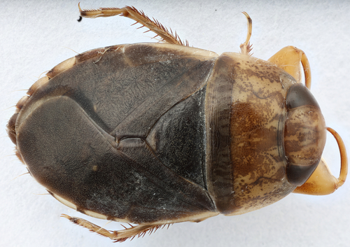 Pahranagat Naucorid Bug