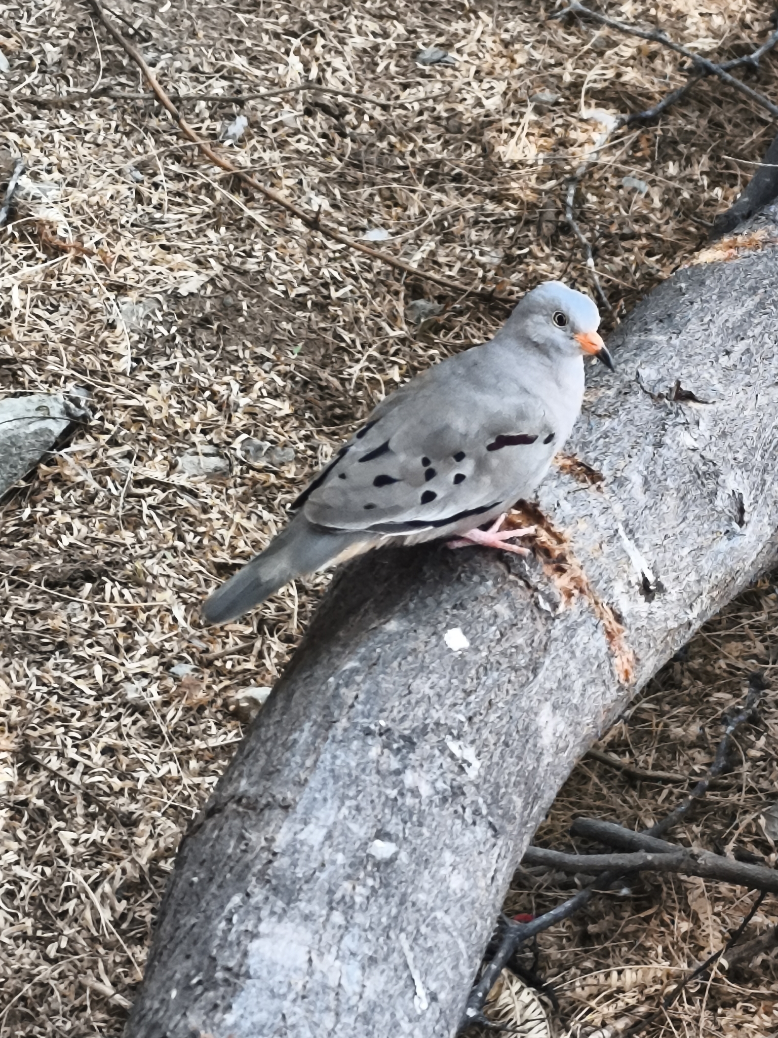 Croaking Ground Dove (Columbina cruziana), photo 1