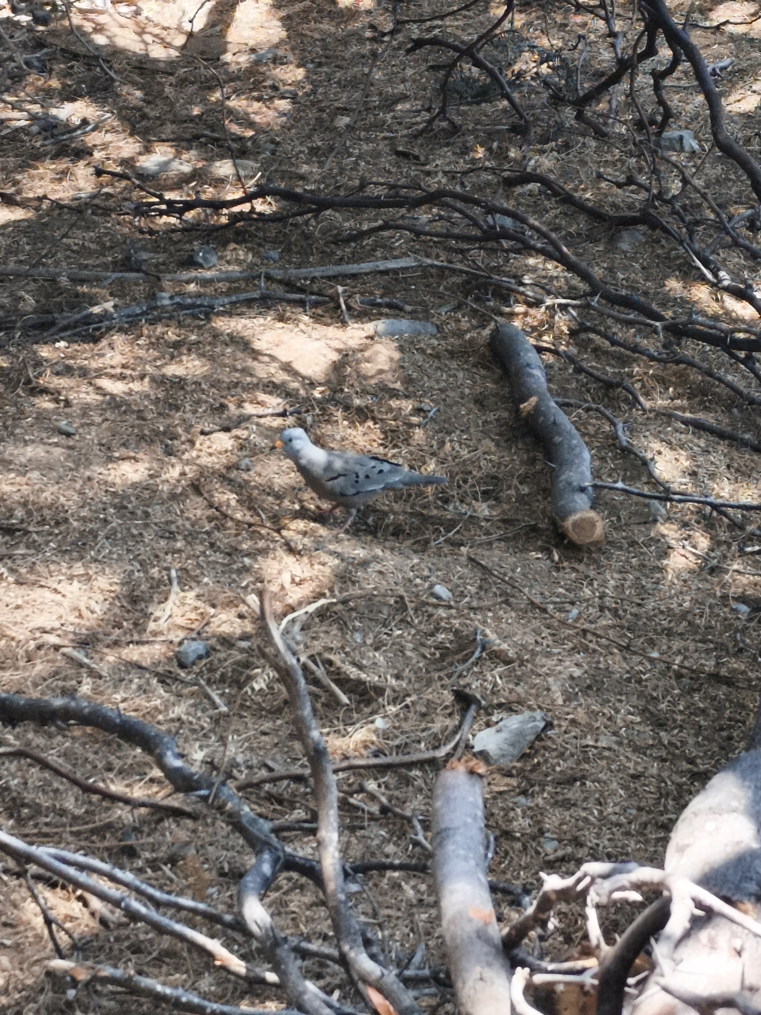Croaking Ground Dove (Columbina cruziana), photo 2