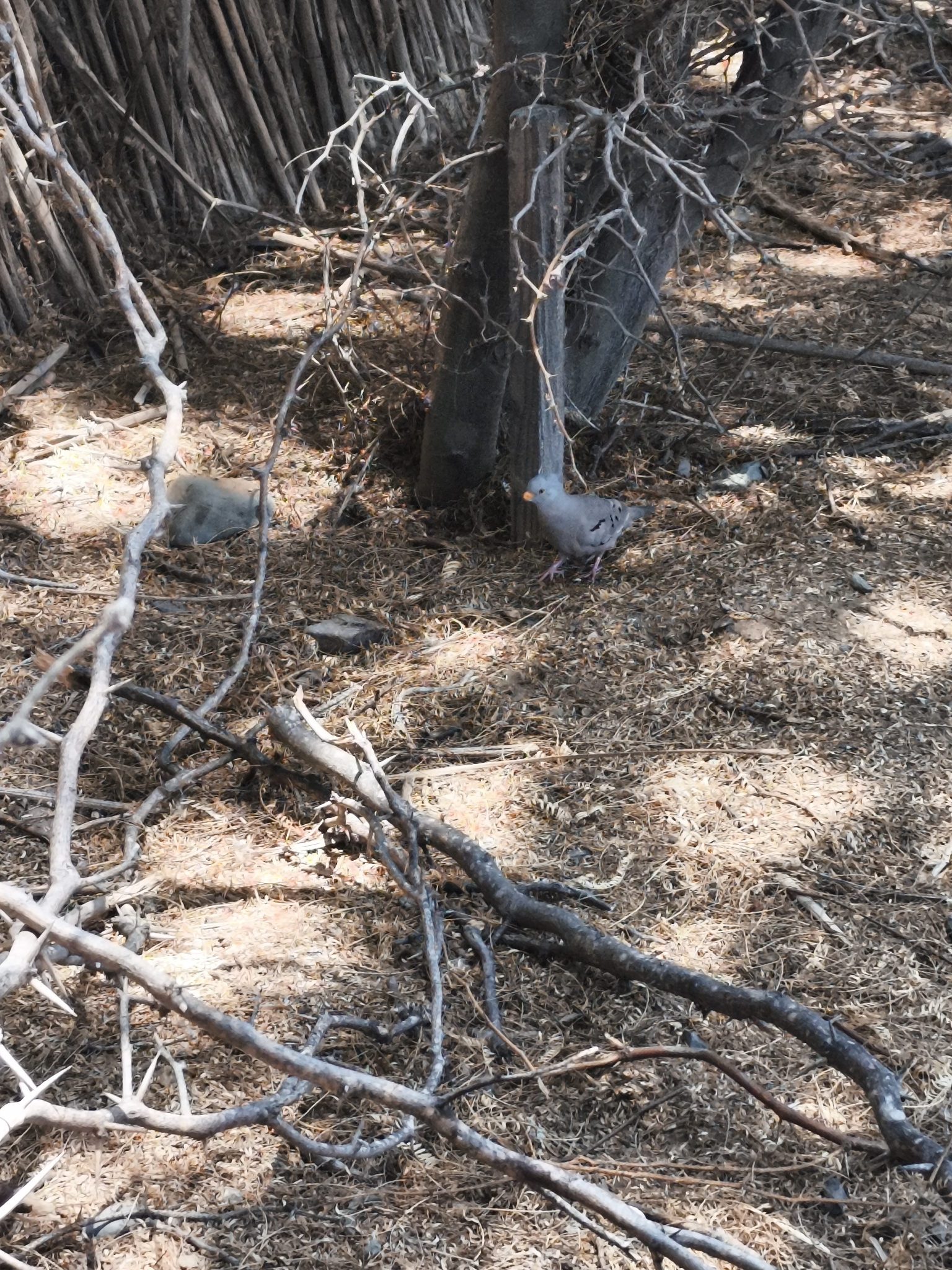 Croaking Ground Dove (Columbina cruziana), photo 3