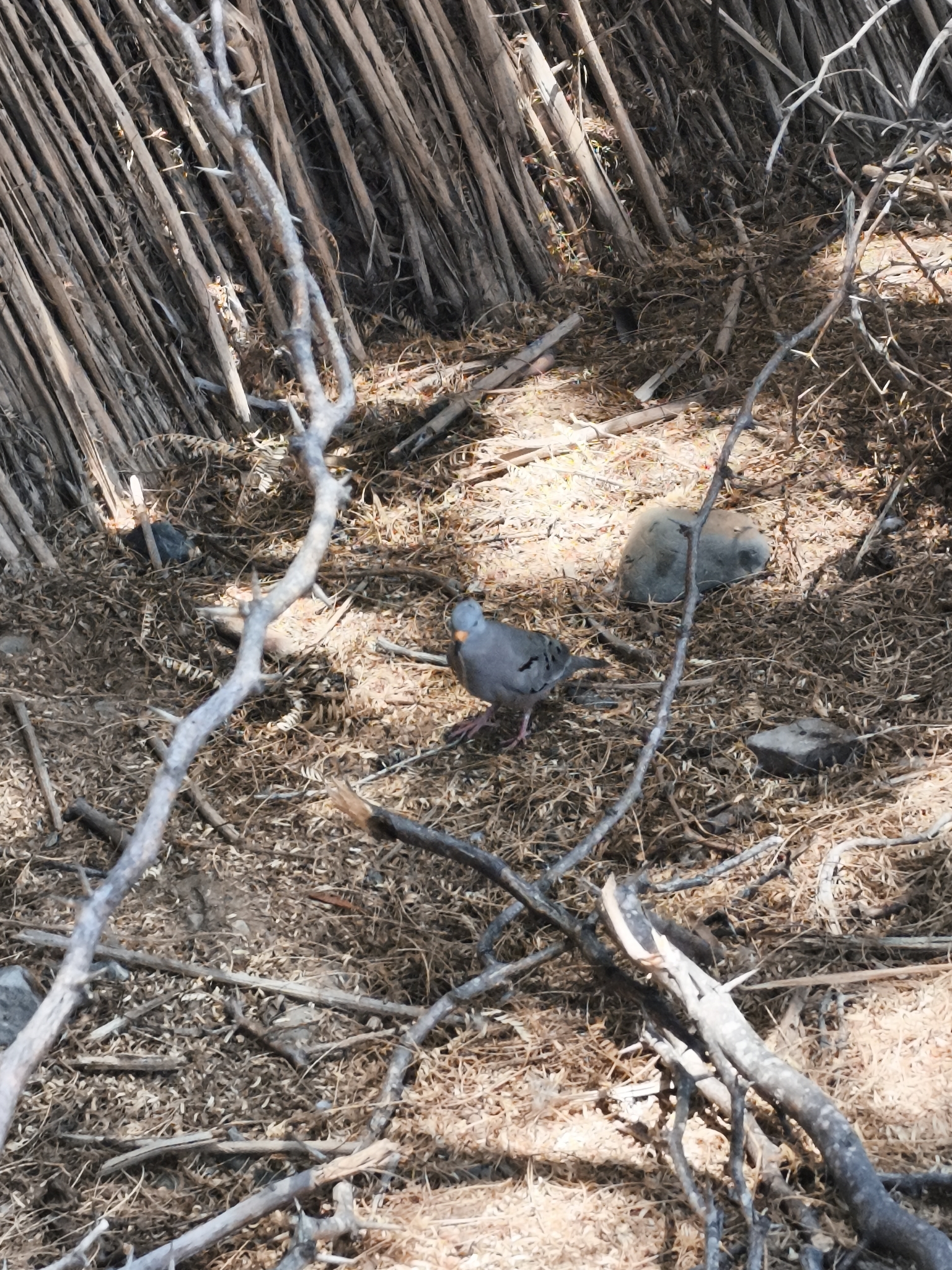 Croaking Ground Dove (Columbina cruziana), photo 4