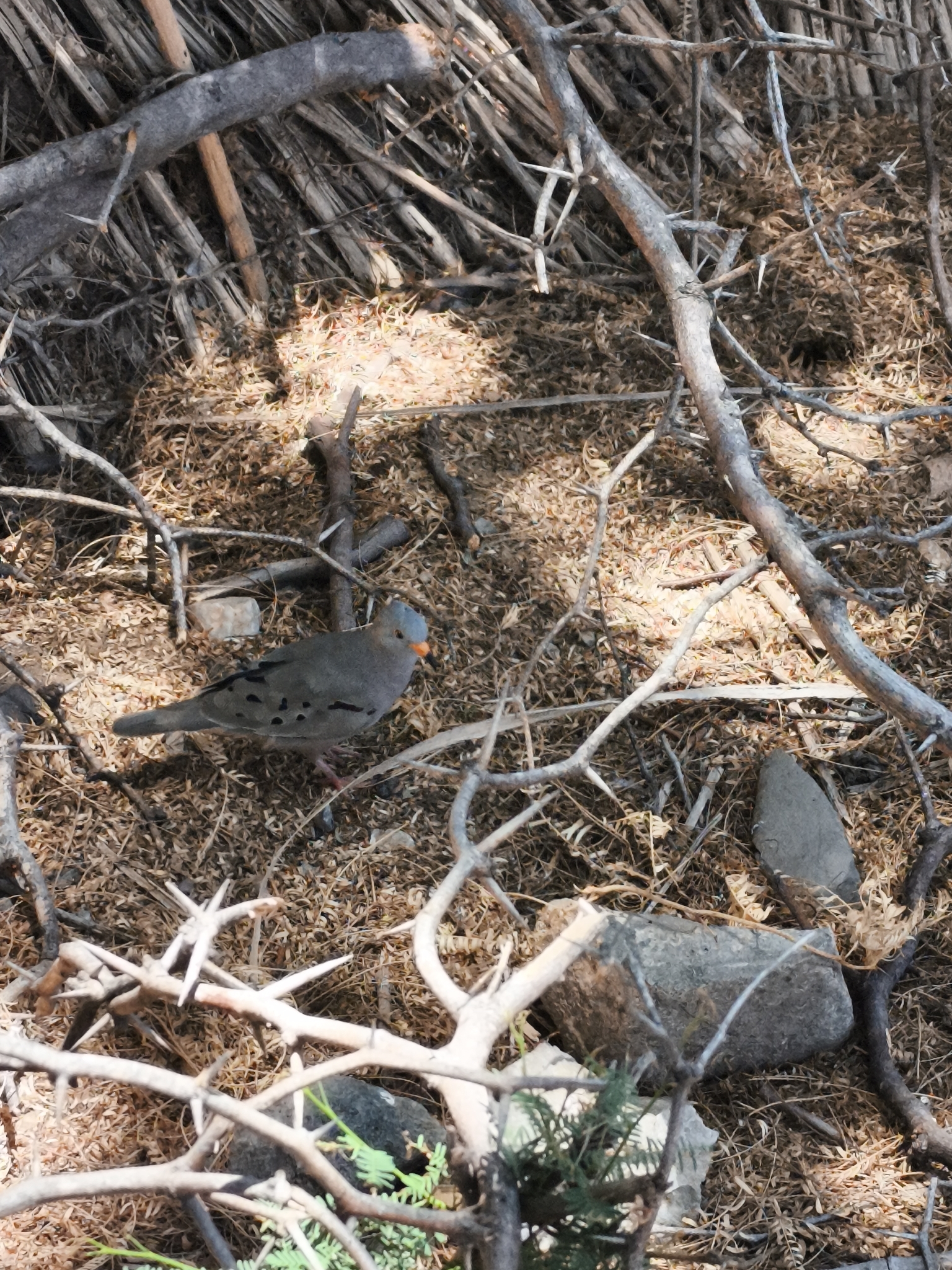 Croaking Ground Dove (Columbina cruziana), photo 5