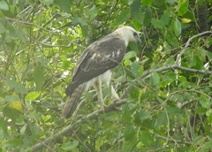 Nisaetus cirrhatus limnaeetus