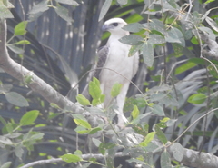 Nisaetus cirrhatus limnaeetus