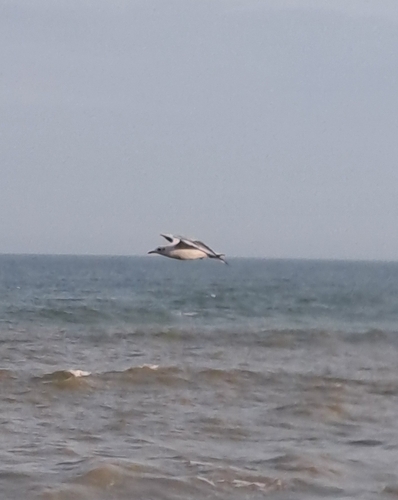 iNaturalist: (c) Violeta Fernandez, some rights reserved (CC BY-NC), uploaded by Violeta Fernandez iNaturalist image