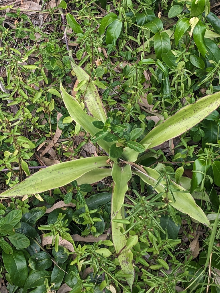 Cây lược vàng – Callisia fragrans