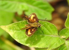 Taractrocera archias