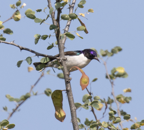 Eastern Violet-backed Sunbird (Anthreptes orientalis), photo 10