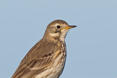 Buff-Bellied Pipit photo 6