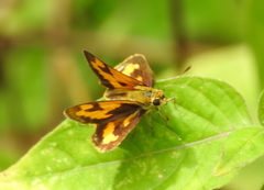 Taractrocera archias