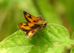 Taractrocera archias