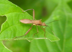 Riptortus linearis
