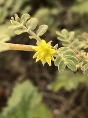 Tribulus pentandrus