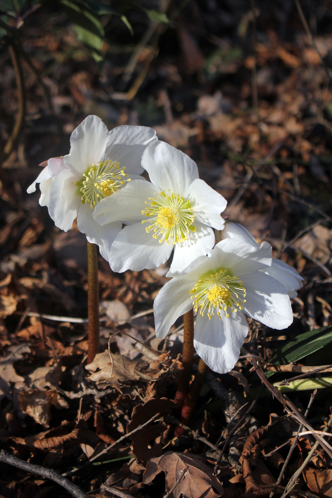 Helleborus niger — a medium houseplant, prefers partial sun light