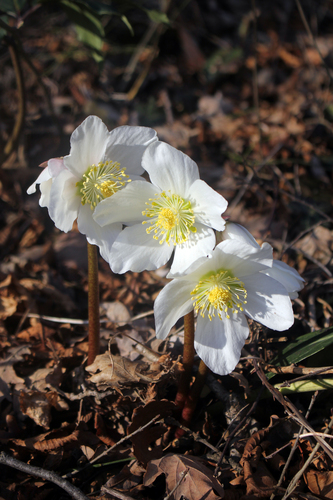 Helleborus niger — search result for 'Niger'