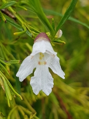 Prostanthera nivea