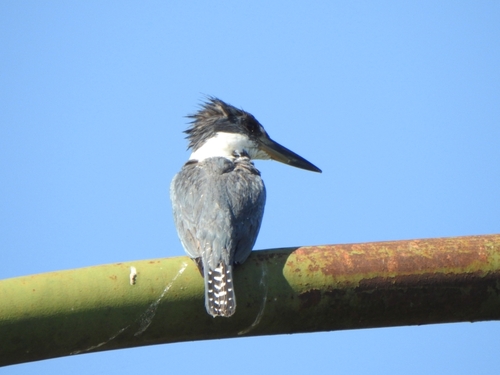 Ringed Kingfisher (Megaceryle torquata), photo 9