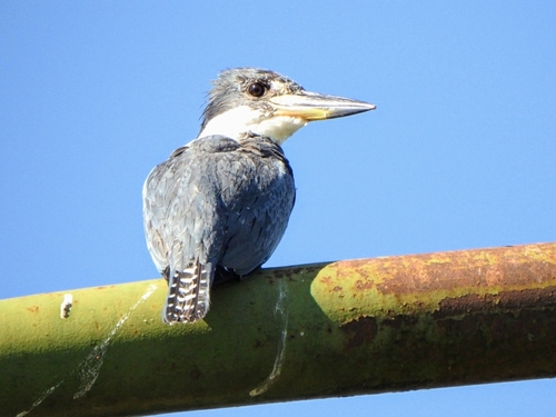 Ringed Kingfisher (Megaceryle torquata), photo 10