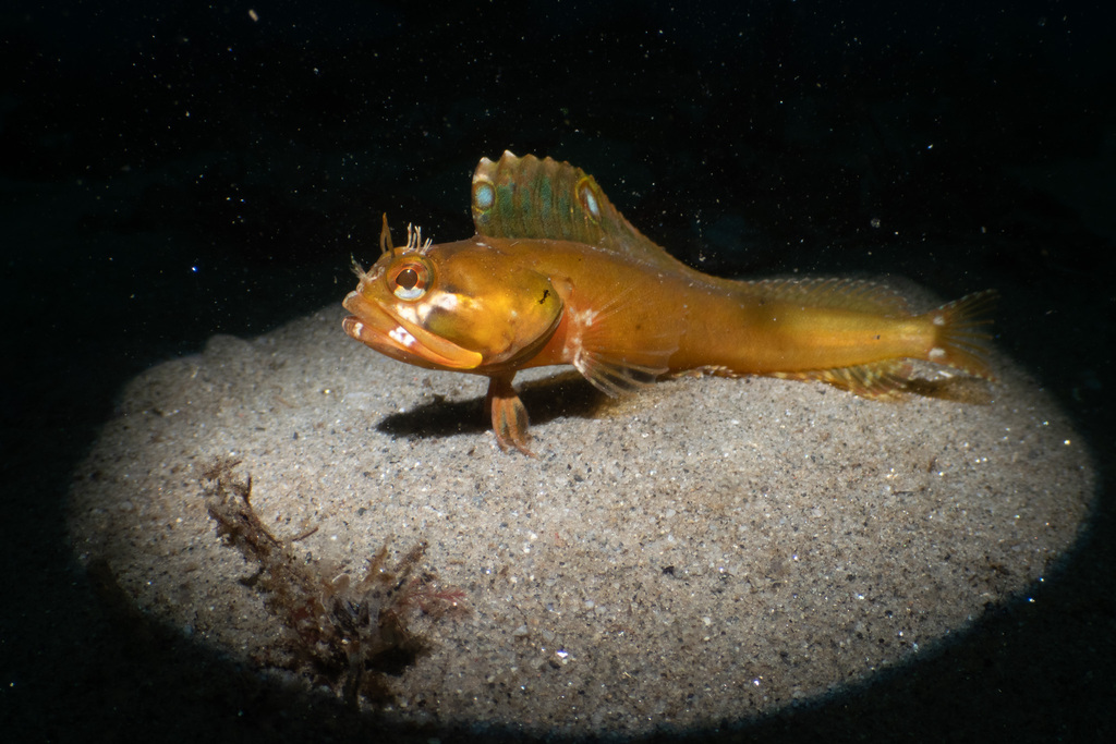 Sarcastische franjekop (Neoclinus blanchardi) — Chaenopsidae